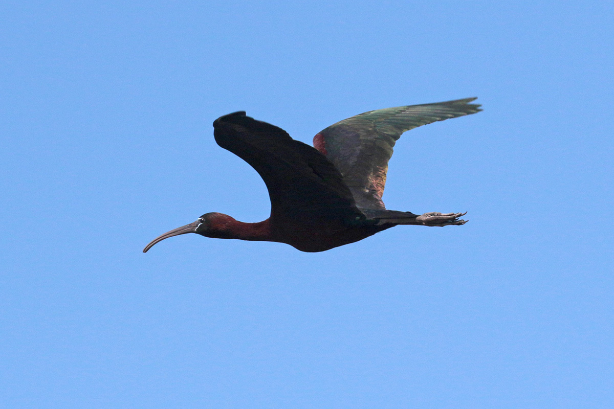 Zwarte ibis